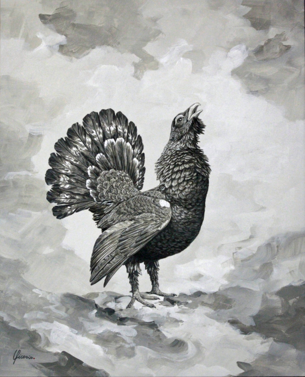 gallo cedrone