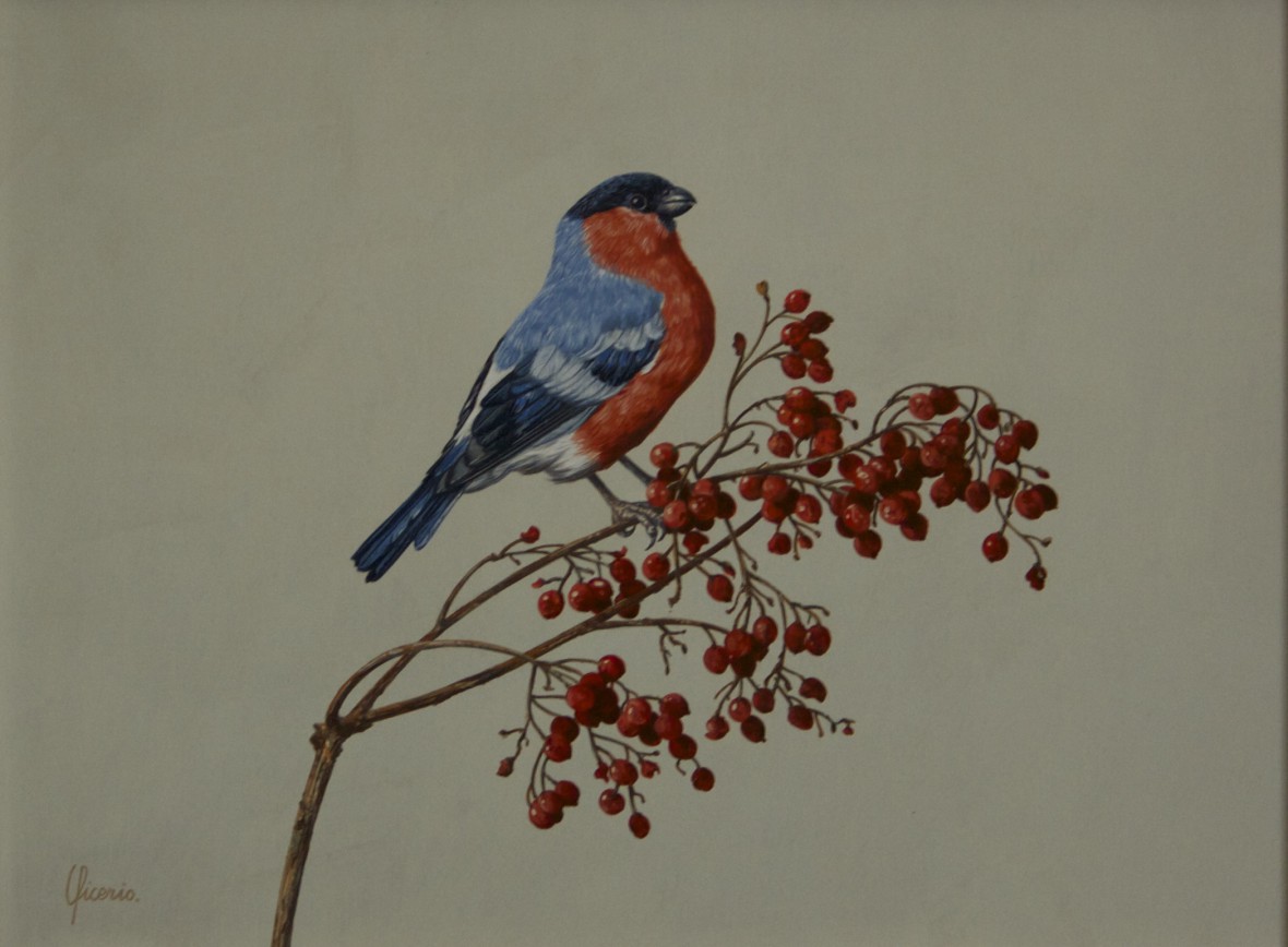 uccello