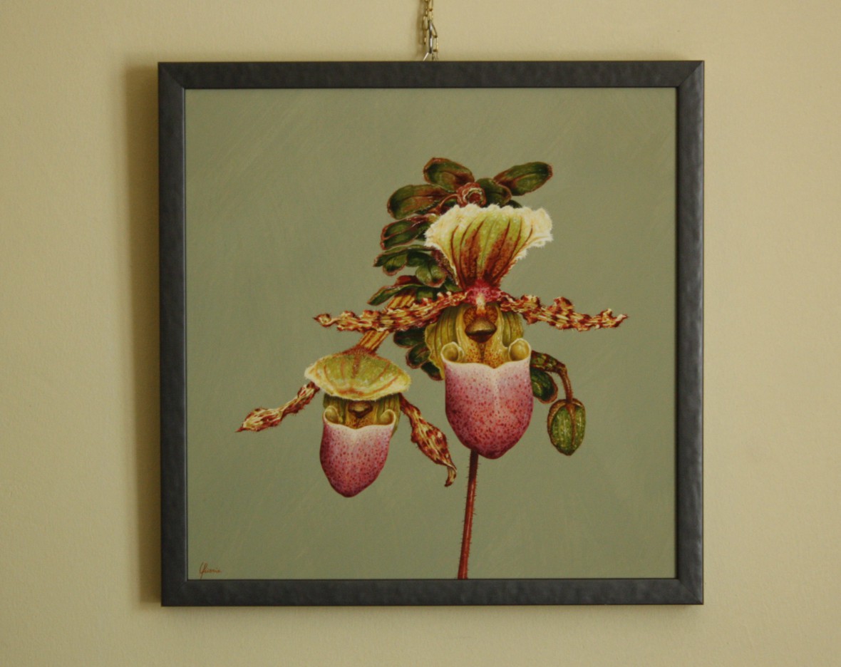 orchidea