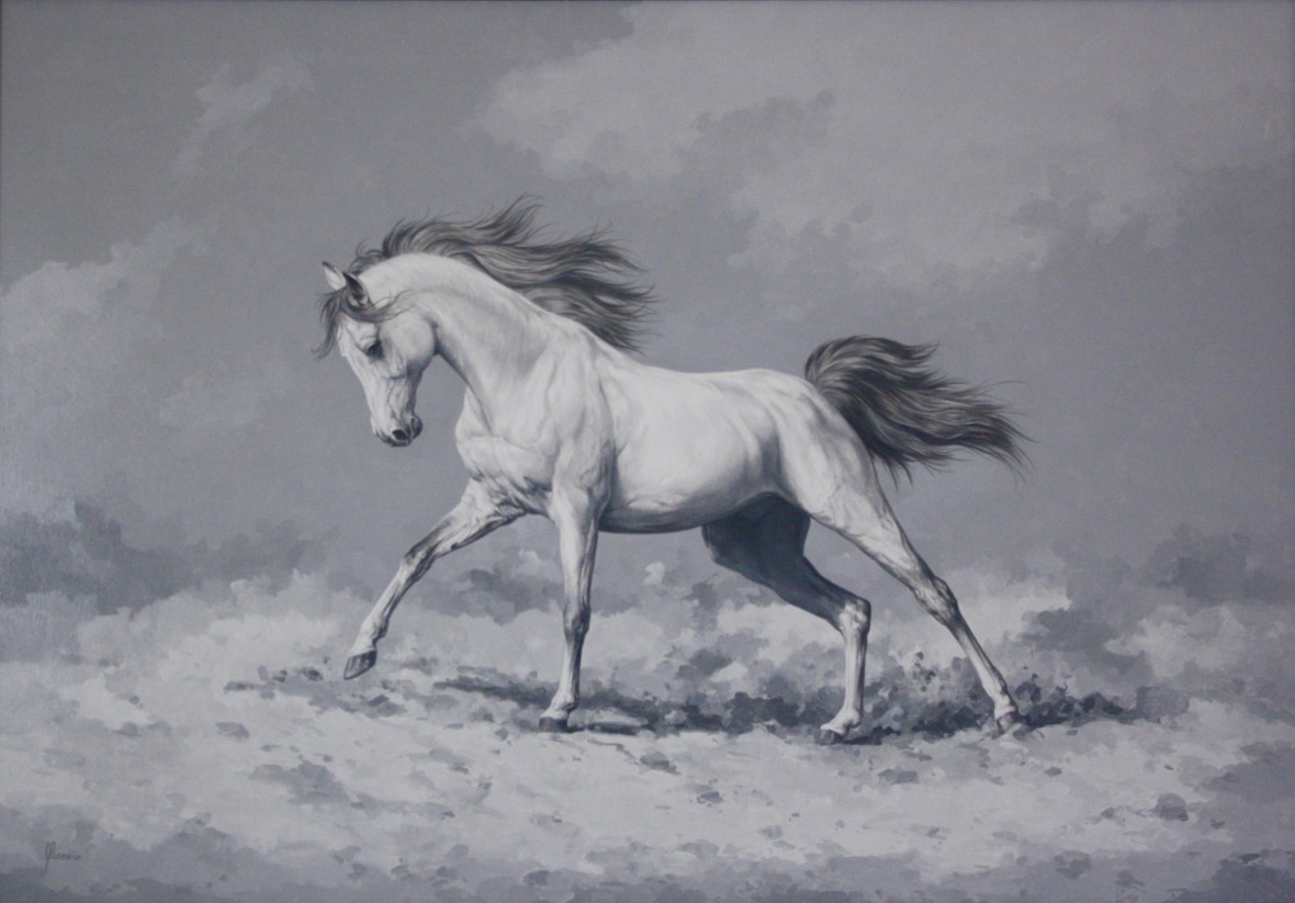 cavallo arabo