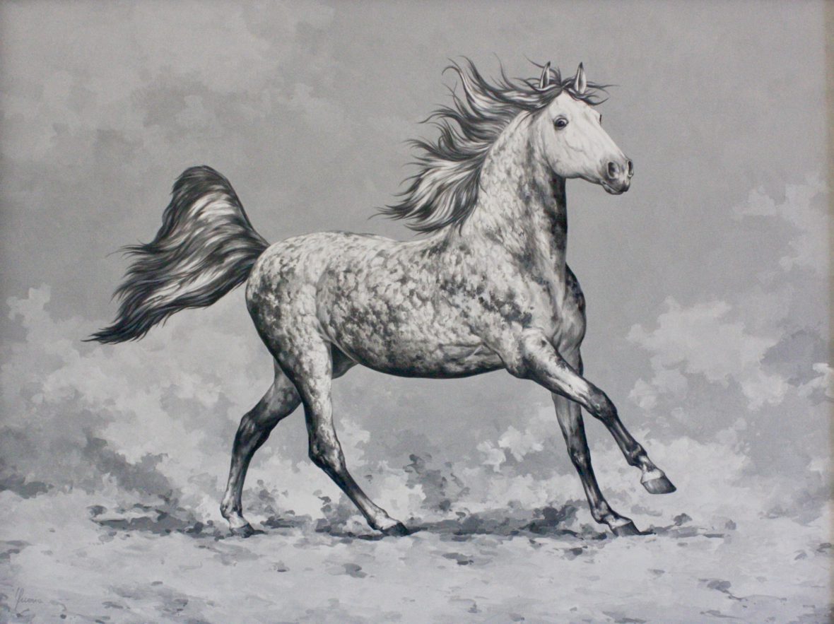 cavalli